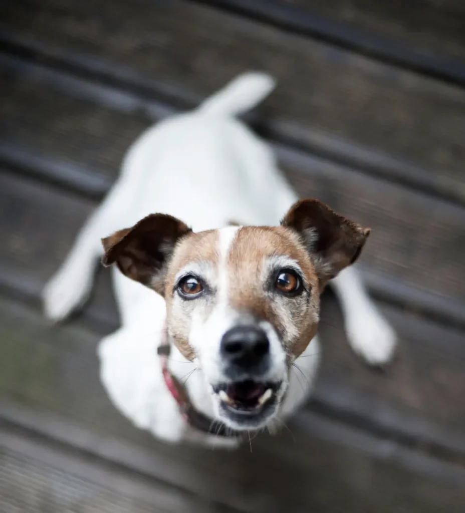 small dog looking at camera