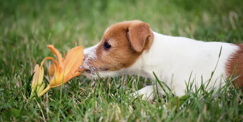 puppy licking flower