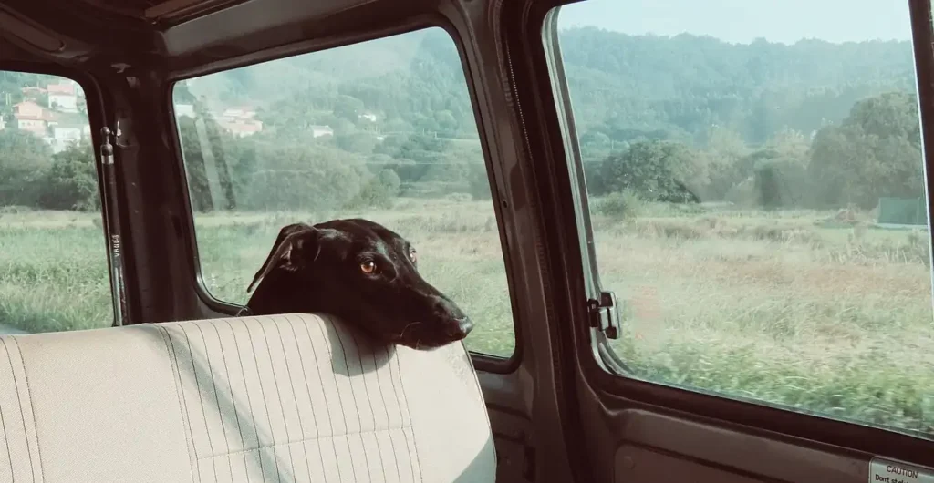 dog resting head on car seat