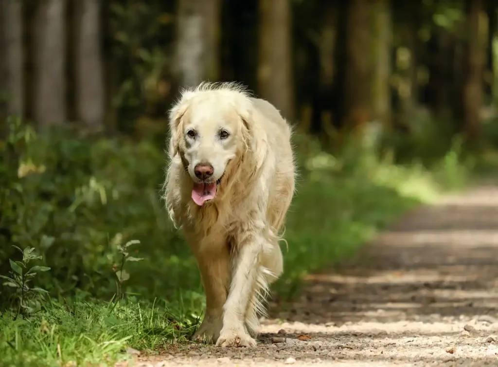 old golden retriever walking in forest