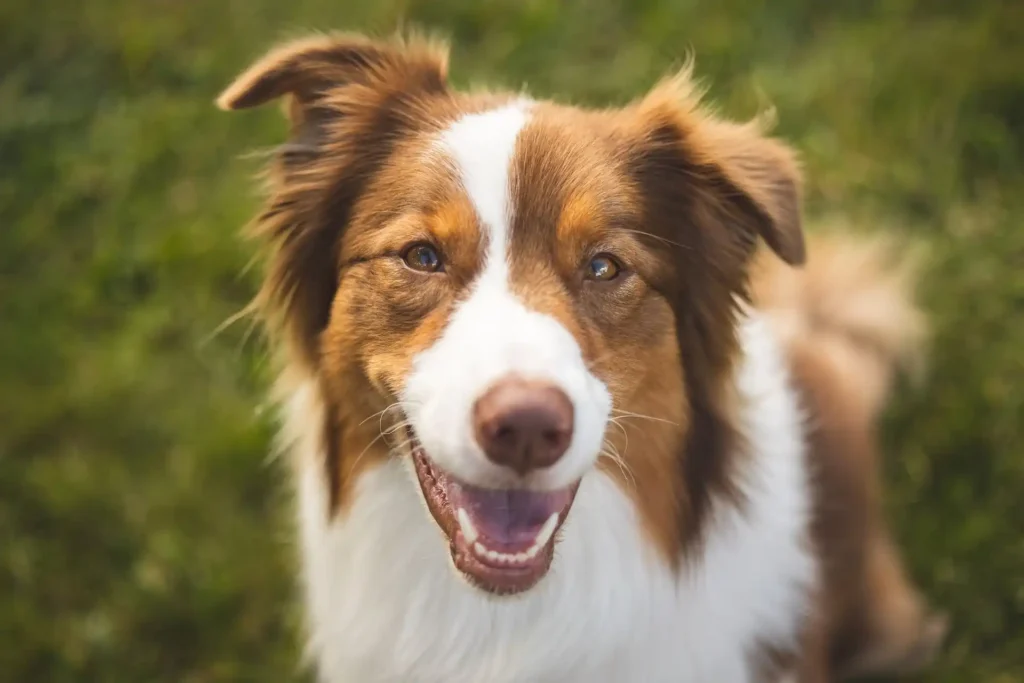 australian shephard smiling at camera