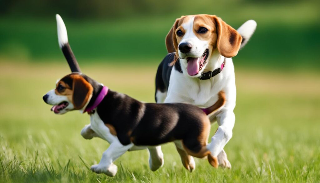 Beagle dog breed for families