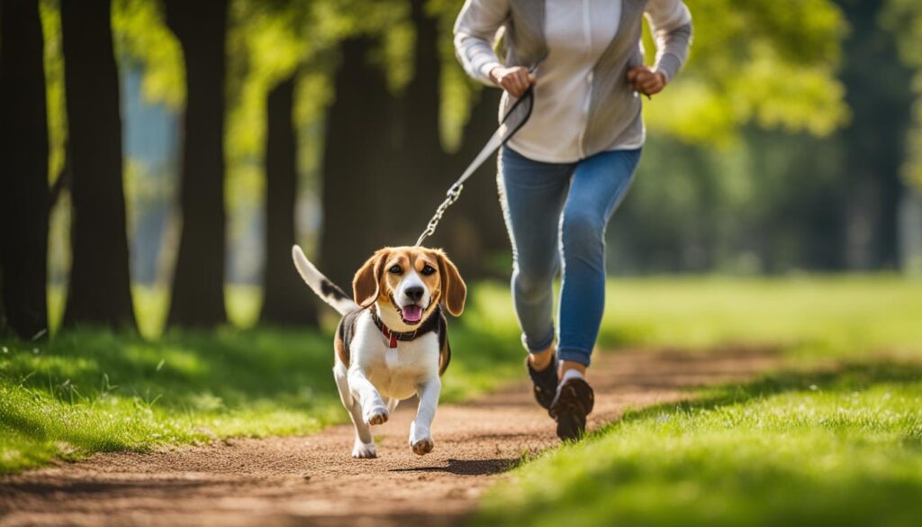 Exercising a Beagle