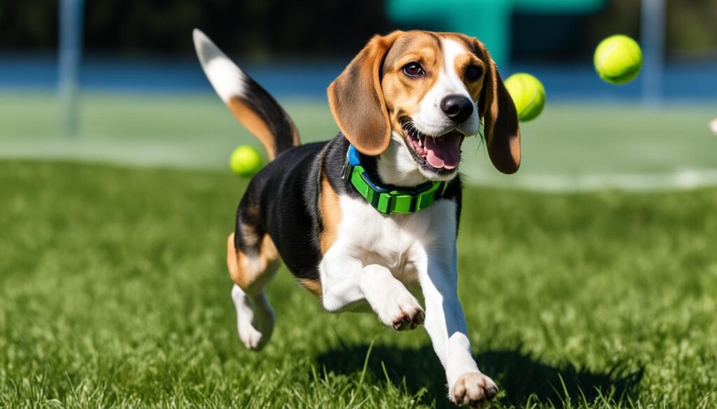 How Much Exercise Does A Beagle Need