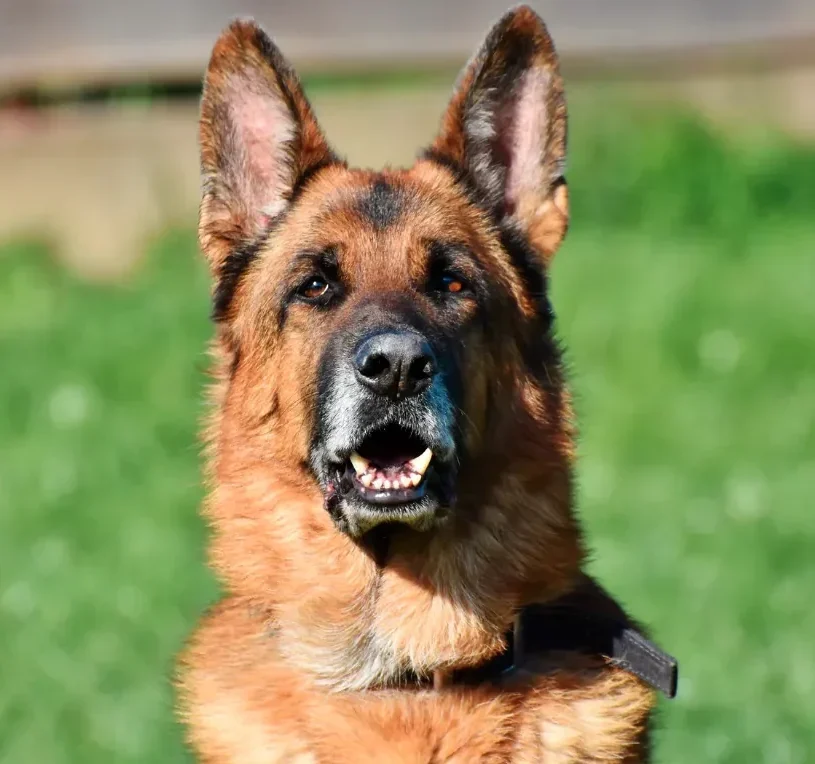 old german shephard dog with ears pointed upwards